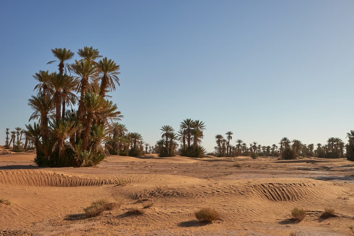 desert scenery