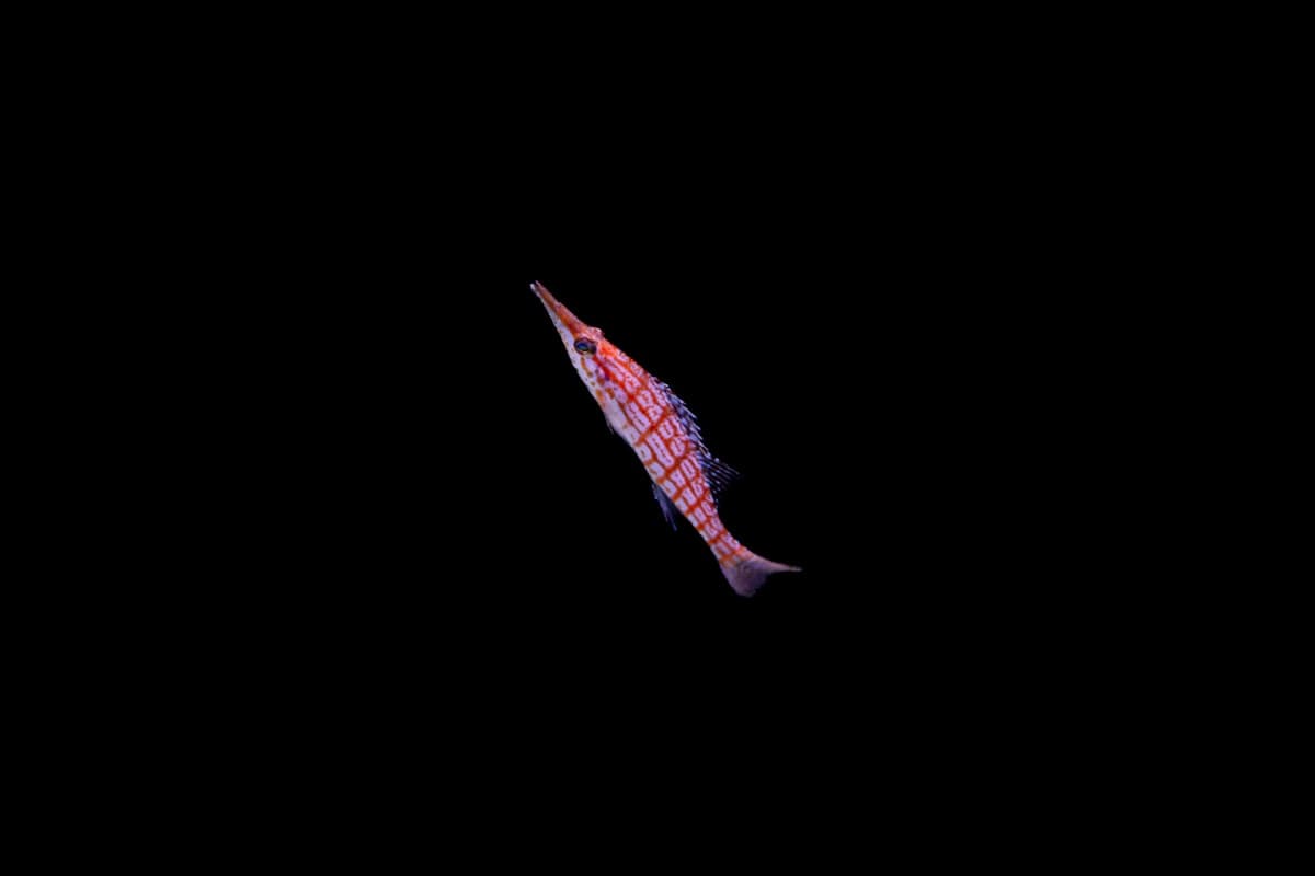 A pink striped fish swims in dark water.