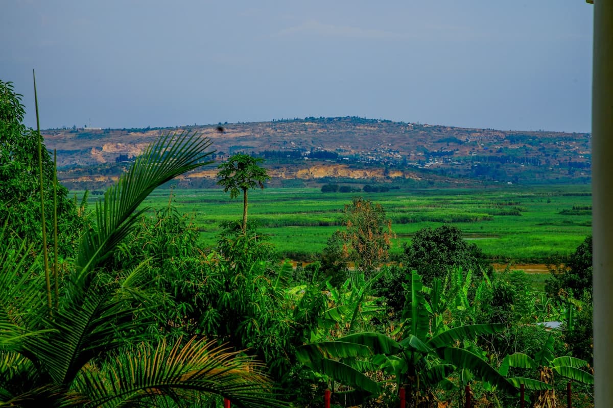 A view of a lush green valley from a house