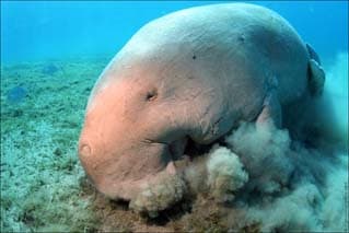 Dugong dugon photographed in Al Bahr al Ahmar (Red Sea), Egypt