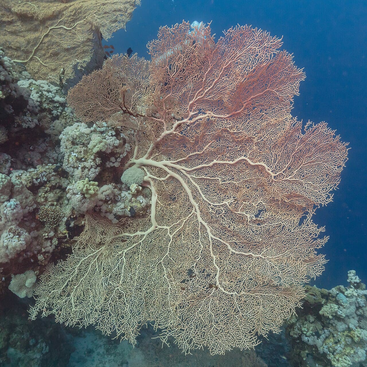 Coral (Annella mollis), Ras Muhammad National Park, Red Sea, Egypt. This species of soft coral live in areas in the Indo