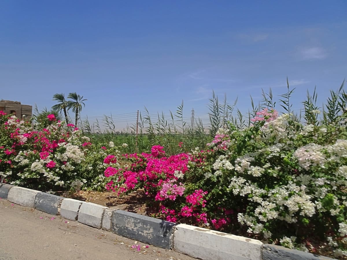 A bunch of flowers that are on the side of a road