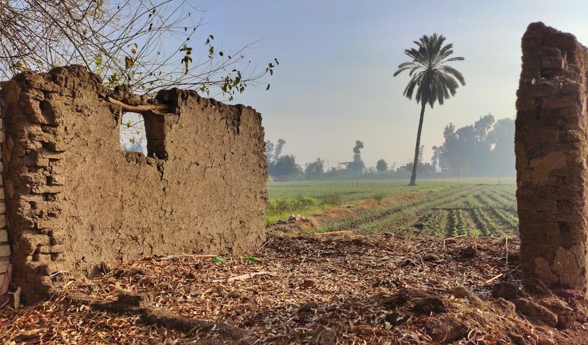 a dirt field with a palm tree in the distance