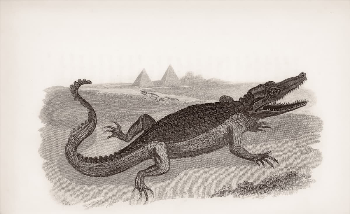 An alligator with pyramids in the background