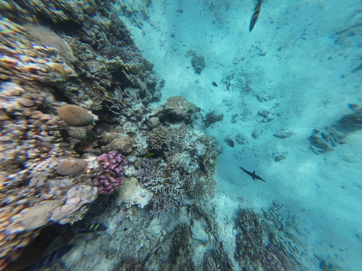 Ras Mohammed National Park Guide: Egypt's Underwater Frontier