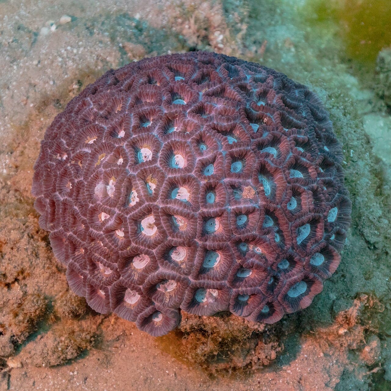 Coral (Favia favus), Ras Muhammad National Park, Red Sea, Egypt. This species of stony corals is massive and forms thick