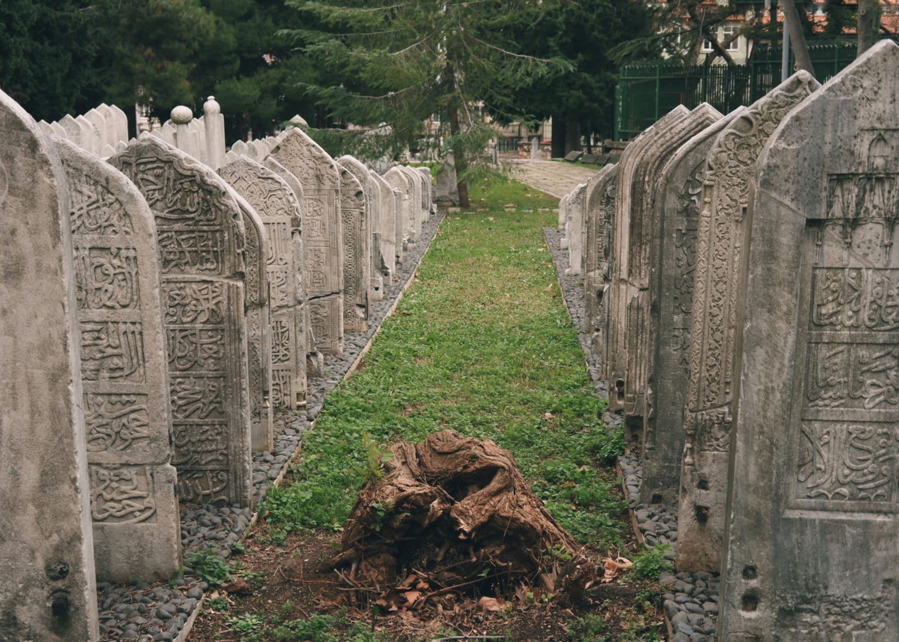 Rows of ornate tombstones in a historic cemetery with a tree trunk in the foreground.